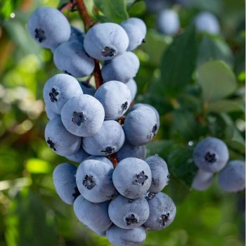 Krūmmellene ,,Brigitta Blue,, /vaccinium corymbosum/ - P9 kont.