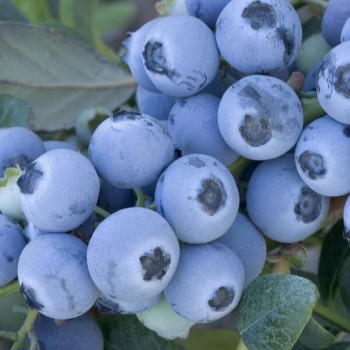 Krūmmellene ,,Early Blue,, /Vaccinium corymbosum/ - P9 kont.