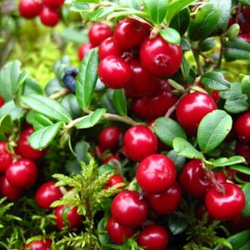 Brūklene 'Red Pearl' /vaccinium vitis-idaea/ - P9 kont.