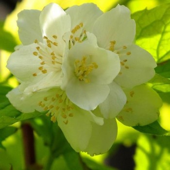 Filadelfs - jasmīns ,,Aureus,, /philadelphus coronarius/ - P9 kont.