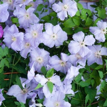 Klematis, lielziedu "Blue Angel"/clematis/ - C2 kont.