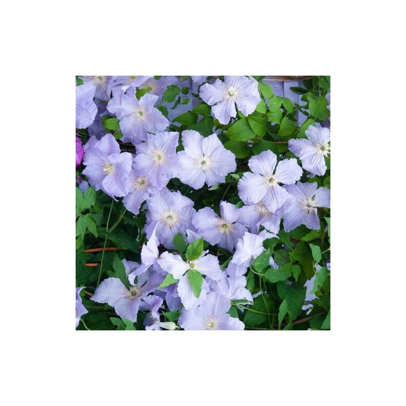 Klematis, lielziedu "Blue Angel"/clematis/ - C2 kont.