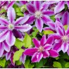 Klematis, lielziedu "Dr Ruppel"/clematis/ - C2 kont.