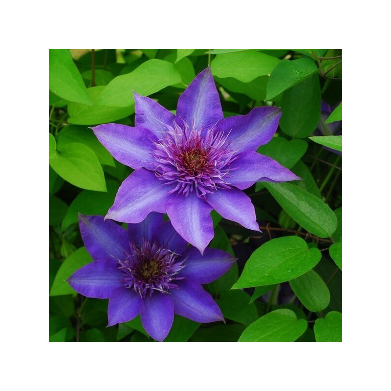Lielziedu klematis ,,Multi Blue,, /Clematis/- C2 kont.