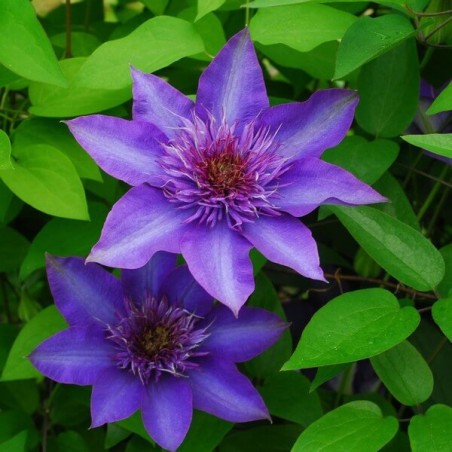 Lielziedu klematis ,,Multi Blue,, /Clematis/- C2 kont.