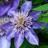 Lielziedu klematis ,,Multi Blue,, /Clematis/- C2 kont.