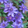 Lielziedu klematis ,,Multi Blue,, /Clematis/- C2 kont.