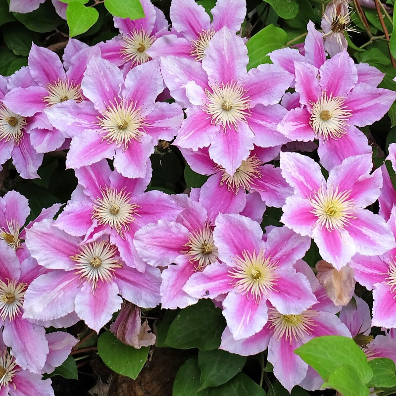 Lielziedu klematis ,,Piilu,, /Clematis/-  C2 kont.