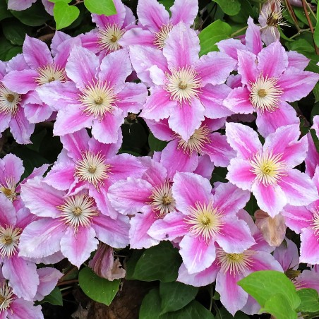 Lielziedu klematis ,,Piilu,, /Clematis/- C2 kont.