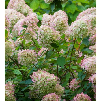 Hortenzija, skarainā ,,Limelight,, /Hydrangea paniculata/  - P9 kont.
