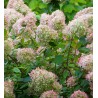 Hortenzija, šluotelinė ,,Limelight,, /Hydrangea paniculata/  - P9 kont.