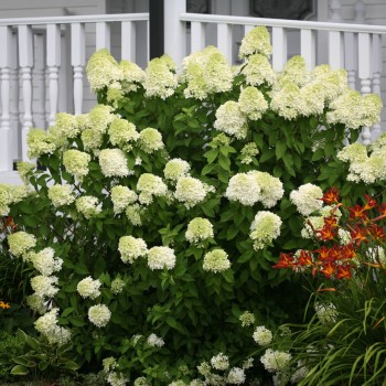 Hortenzija, skarainā ,,Limelight,, /Hydrangea paniculata/  - P9 kont.