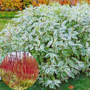 Baltais grimonis "Elegantissima" /cornus alba/ - P9 kont.