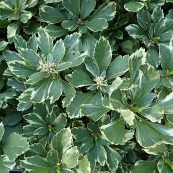 Galotņu pasihandra ,,Variegata,, /Pachysandra terminalis/ - P9 kont.