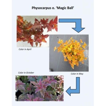 Irbeņlapu fizokarps ,,Magic Ball,, /Physocarpus opulifolius/- P9 kont.