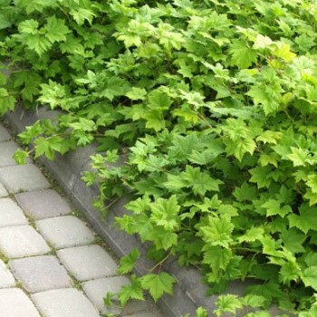 Serbenta, glandulinė /ribes...