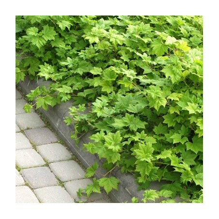 Serbenta, glandulinė /ribes glandulosum/ - P14 kont.