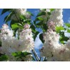 Alyva 'Beauty of Moscow' ('Krasavitsa Moskwy') /Syringa vulgaris/- P9 kont.
