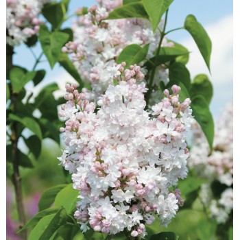 Alyva 'Beauty of Moscow' ('Krasavitsa Moskwy') /Syringa vulgaris/- P9 kont.