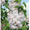 Alyva 'Beauty of Moscow' ('Krasavitsa Moskwy') /Syringa vulgaris/- P9 kont.