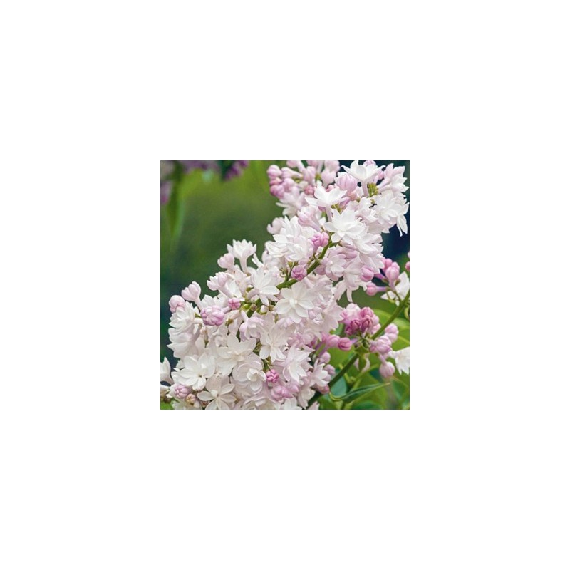 Ceriņš 'Krasavitsa Moskwy' /Syringa vulgaris/- P9 kont.