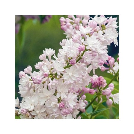 Ceriņš 'Krasavitsa Moskwy' /Syringa vulgaris/- P9 kont.