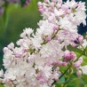 Ceriņš 'Beauty of Moscow' ('Krasavitsa Moskwy') /Syringa vulgaris/- P9 kont.