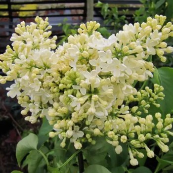 Ceriņš 'Primrose' /Syringa vulgaris/- P9 kont.