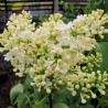 Ceriņš 'Primrose' /Syringa vulgaris/- C3 kont.