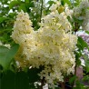 Ceriņš 'Primrose' /Syringa vulgaris/- C3 kont.