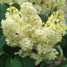 Ceriņš 'Primrose' /Syringa vulgaris/- C3 kont.