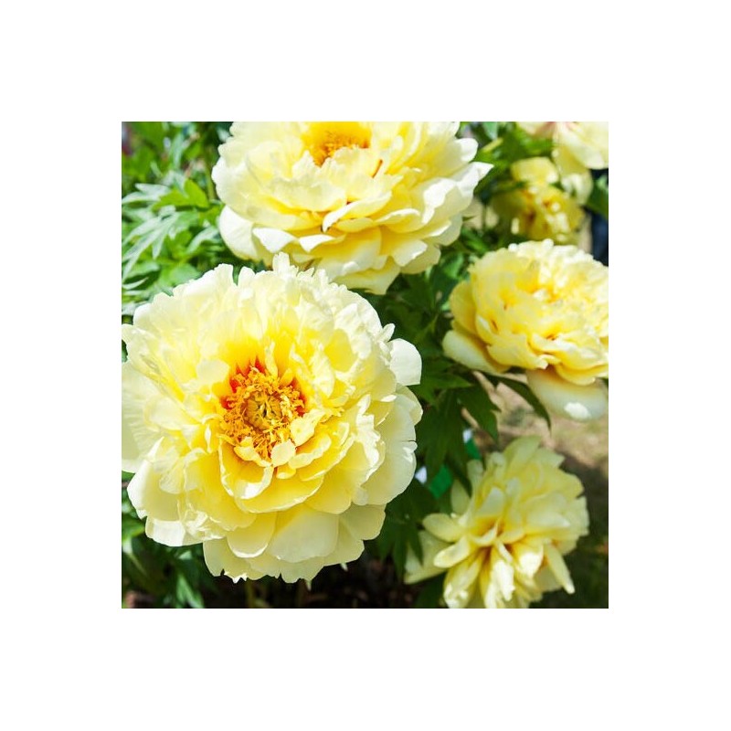 ITOH (hibrīda) peonija "Bartzella" /paeonia/ - C3 kont. - JŪNIJS