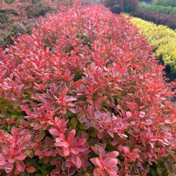 Raugerškis, Tunbergo...