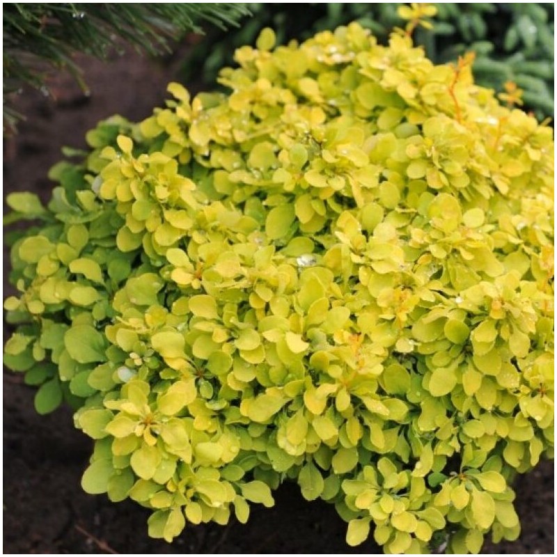 Raugerškis, Tunbergo ,,Goldalita,, /berberis thunbergii/ - P9 kont.