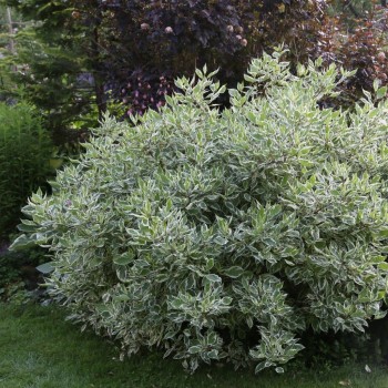 Sedulas, baltasis ,,Sibirica Variegata,, /Cornus alba/ - P9 kont.