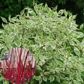 Baltais grimonis ,,Sibirica Variegata,, /Cornus alba/ - P9 kont.