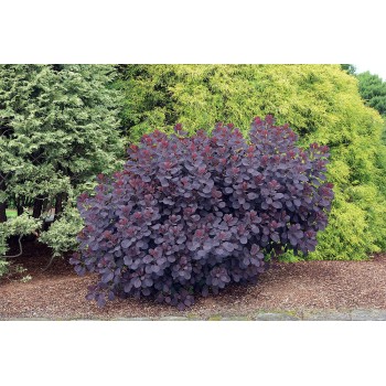 Parūkkoks ,,Royal Purple,,/Cotinus coggygria/- P9 kont.