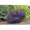 Perukmedis ,,Royal Purple,,/Cotinus coggygria/- P9 kont.