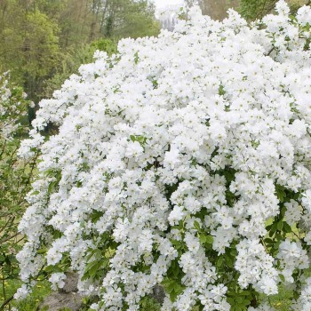 Pērļu krūms "The bride" /exochorda/ - P9 kont.