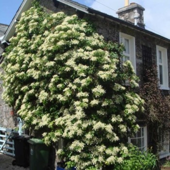 Vīteņhortenzija /hydrangea anomala petiolaris/ - P9 kont.