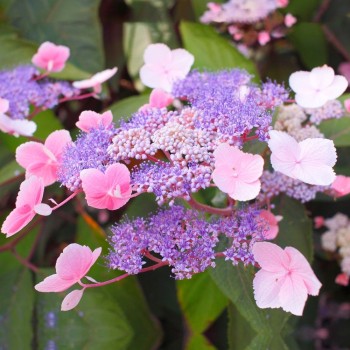 Aslapu hortenzija "Hot Chocolate" /hydrangea aspera/ - P12 kont.