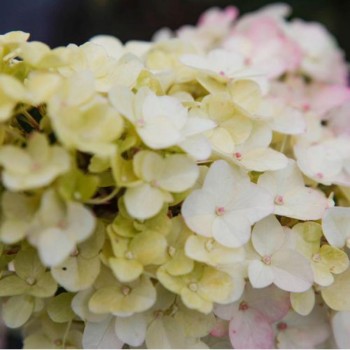 Hortenzija, skarainā ,,Fraise Melba,, /Hydrangea paniculata/ - P9 kont.