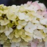Skarainā hortenzija ,,Fraise Melba,, /Hydrangea paniculata/ - P9 kont.
