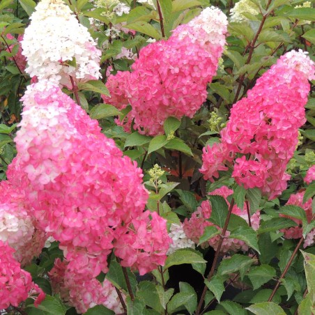 Hortenzija, skarainā ,,Fraise Melba,, /Hydrangea paniculata/ - P9 kont.