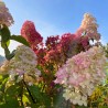 Hortenzija, skarainā ,,Fraise Melba,, /Hydrangea paniculata/ - P9 kont.