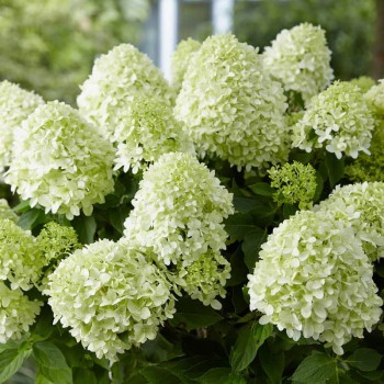 Skarainā hortenzija ,,Little Spooky,, /Hydrangea paniculata/ - P9 kont.