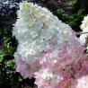 Skarainā hortenzija ,,Magical Andes,, /Hydrangea paniculata/ - P9 kont.