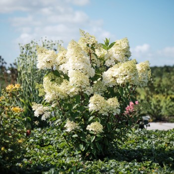 Skarainā hortenzija ,,Magical Andes,, /Hydrangea paniculata/ - P9 kont.