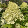 Skarainā hortenzija ,,Pastelgreen,, /Hydrangea paniculata/ - P12 kont.