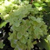 Skarainā hortenzija ,,Pastelgreen,, /Hydrangea paniculata/ - P12 kont.